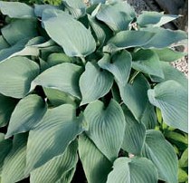 Hosta - Mad About Blue